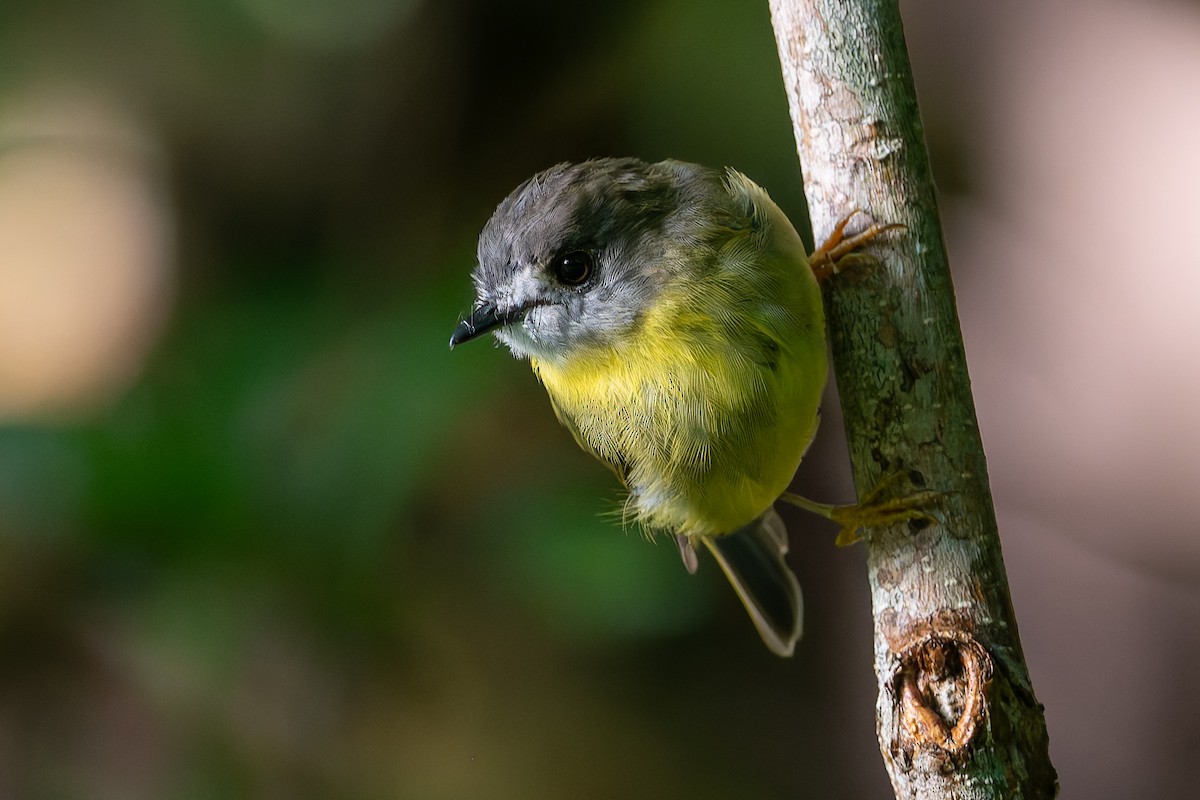 Pale-yellow Robin - ML630890395