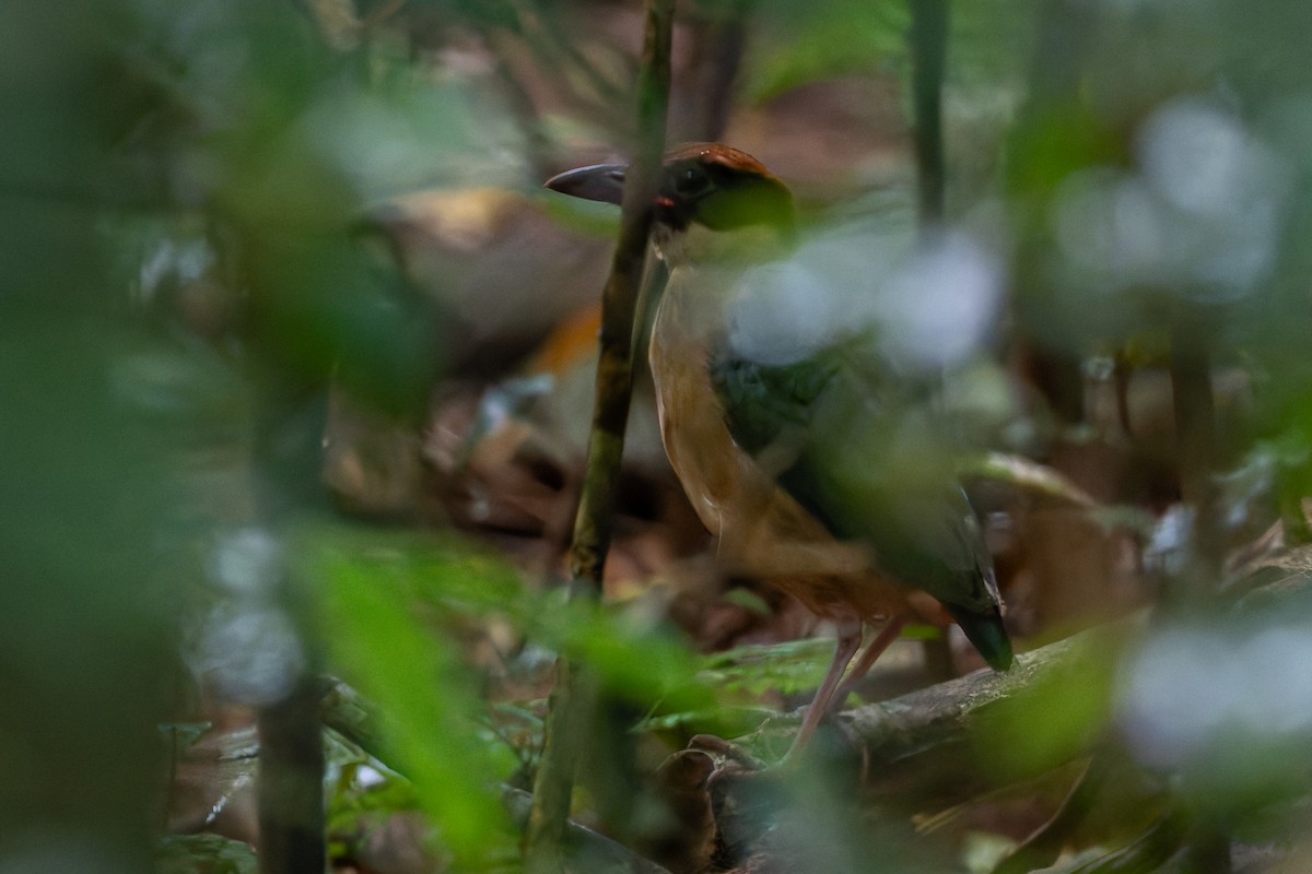 Noisy Pitta - ML630890410