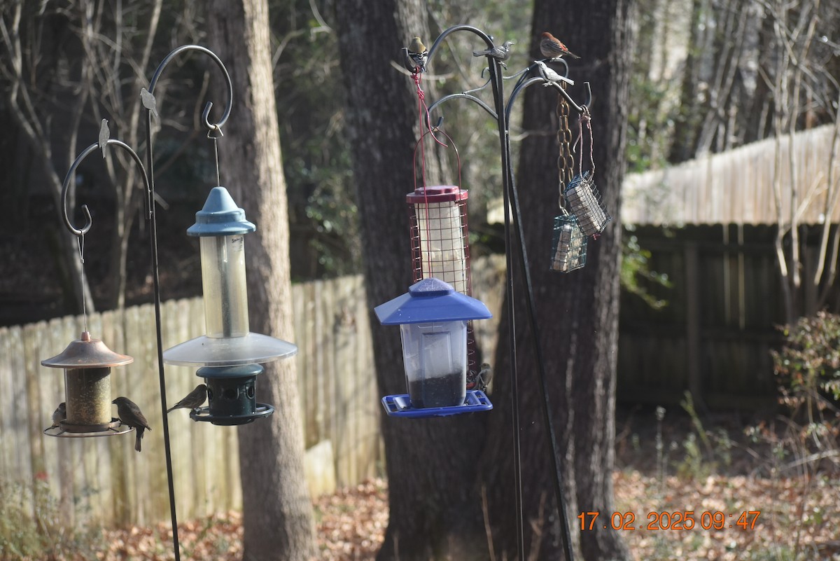 Brown-headed Cowbird - ML630890763