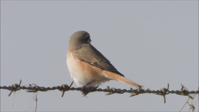 Red-tailed Shrike - ML630890785