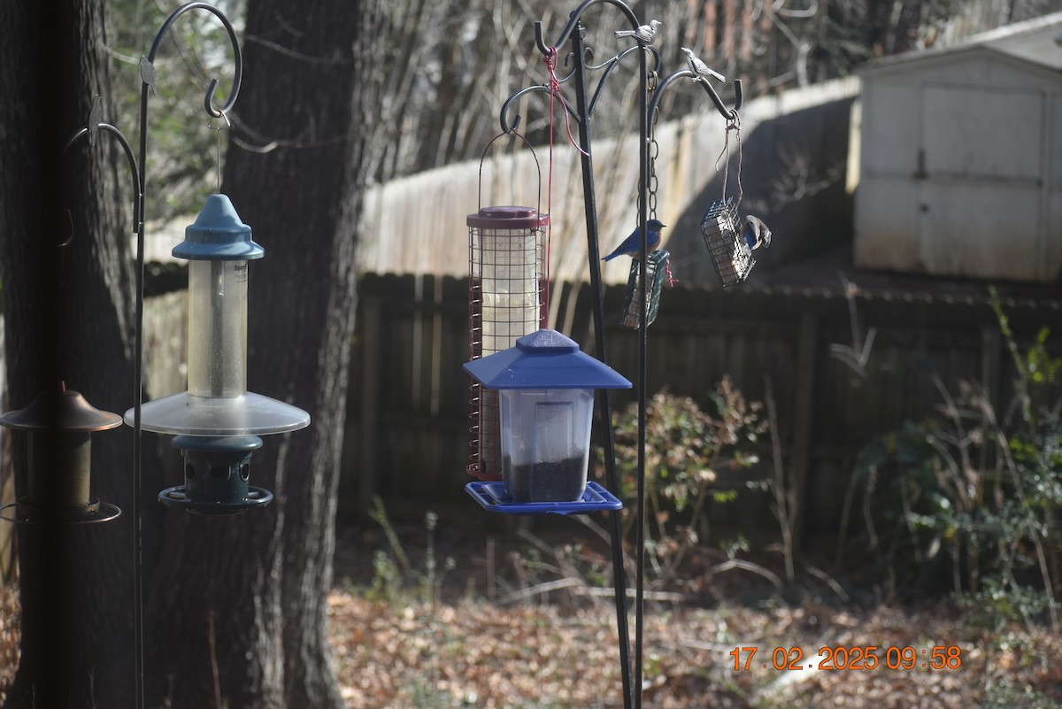 Eastern Bluebird - ML630890833