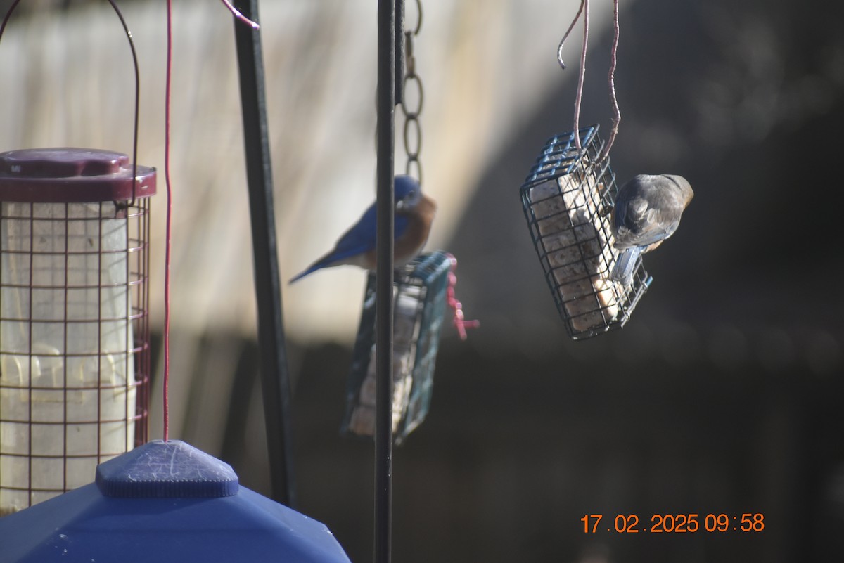 Eastern Bluebird - ML630890848