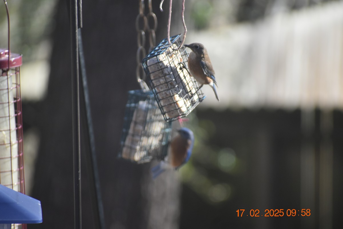 Eastern Bluebird - ML630890852
