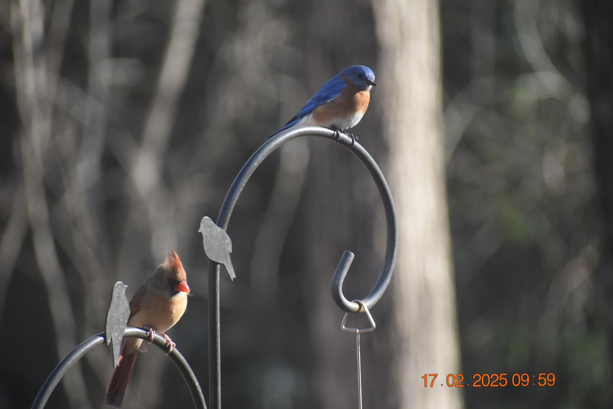 Northern Cardinal - ML630890871