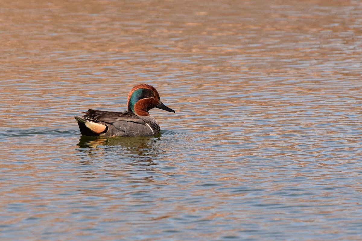 Ногоохон нугас - ML630891308