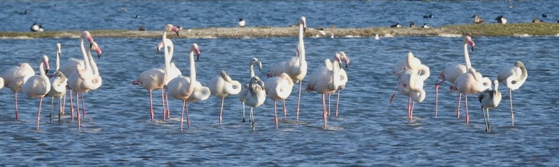 Greater Flamingo - ML630891309