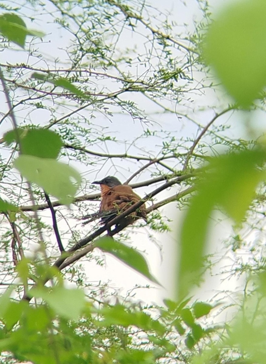 Gray-capped Cuckoo - ML630891329
