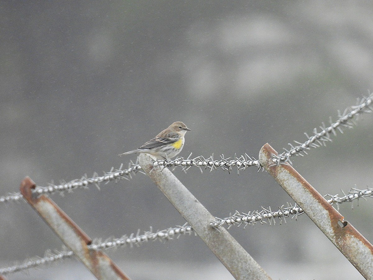 Yellow-rumped Warbler - ML630891490
