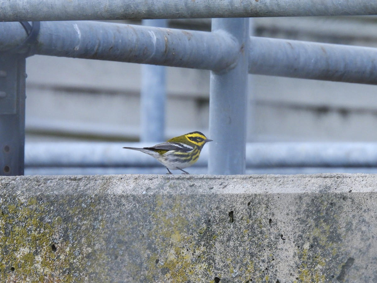 Townsend's Warbler - ML630891498
