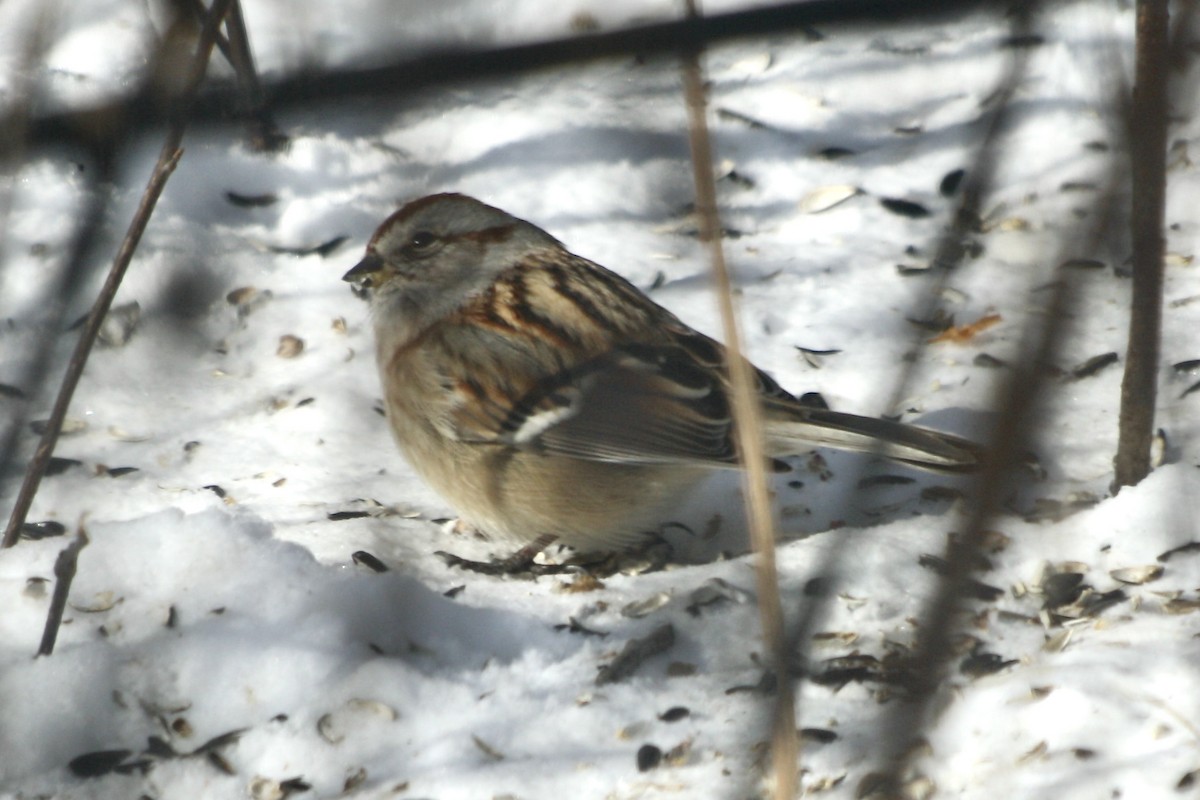 American Tree Sparrow - ML630891590