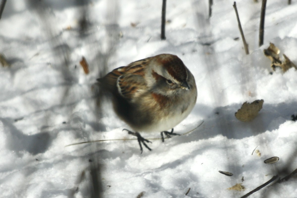 American Tree Sparrow - ML630891598