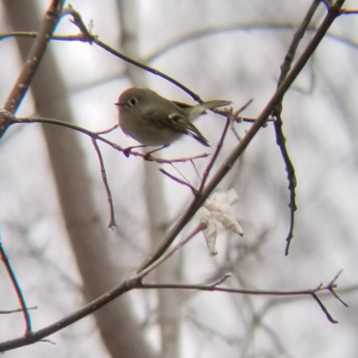 Ruby-crowned Kinglet - ML630892054