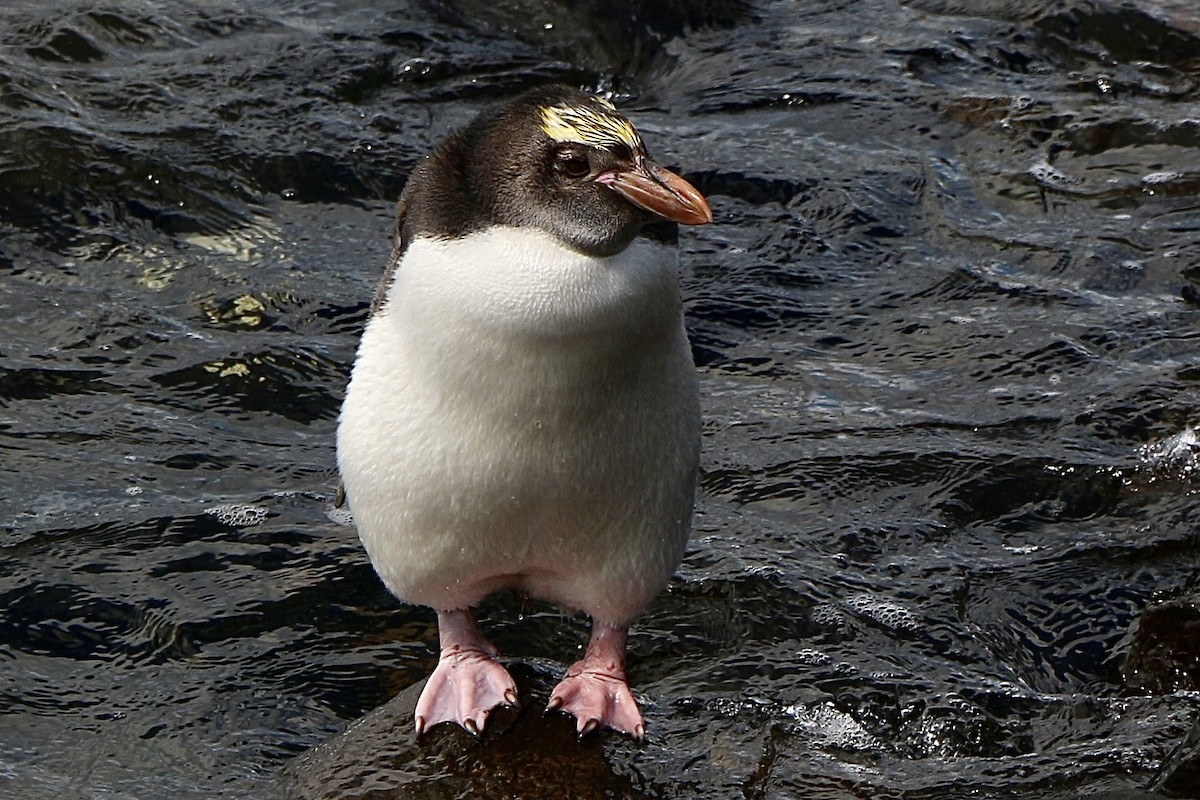Royal Penguin - ML630892133