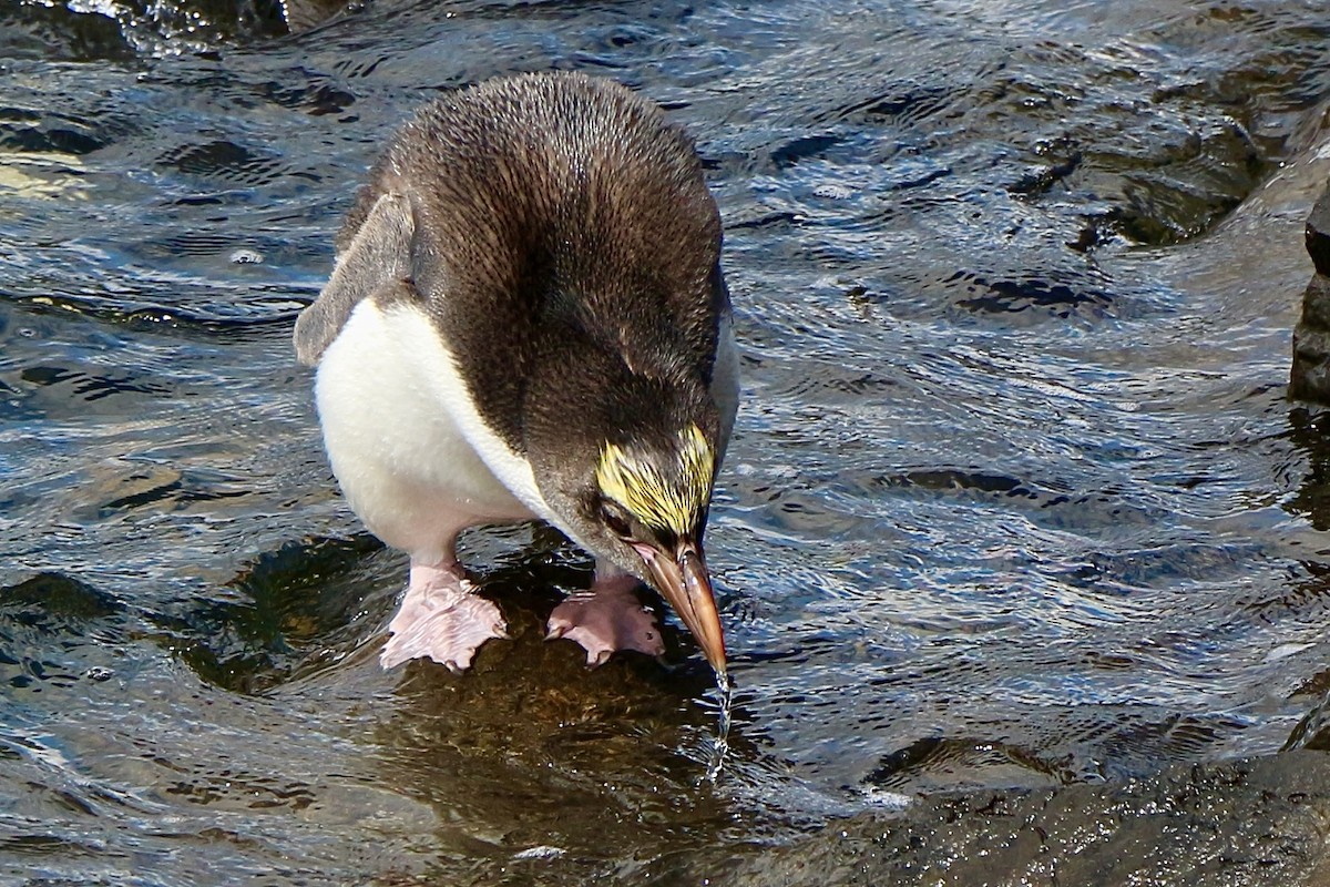 Royal Penguin - ML630892137