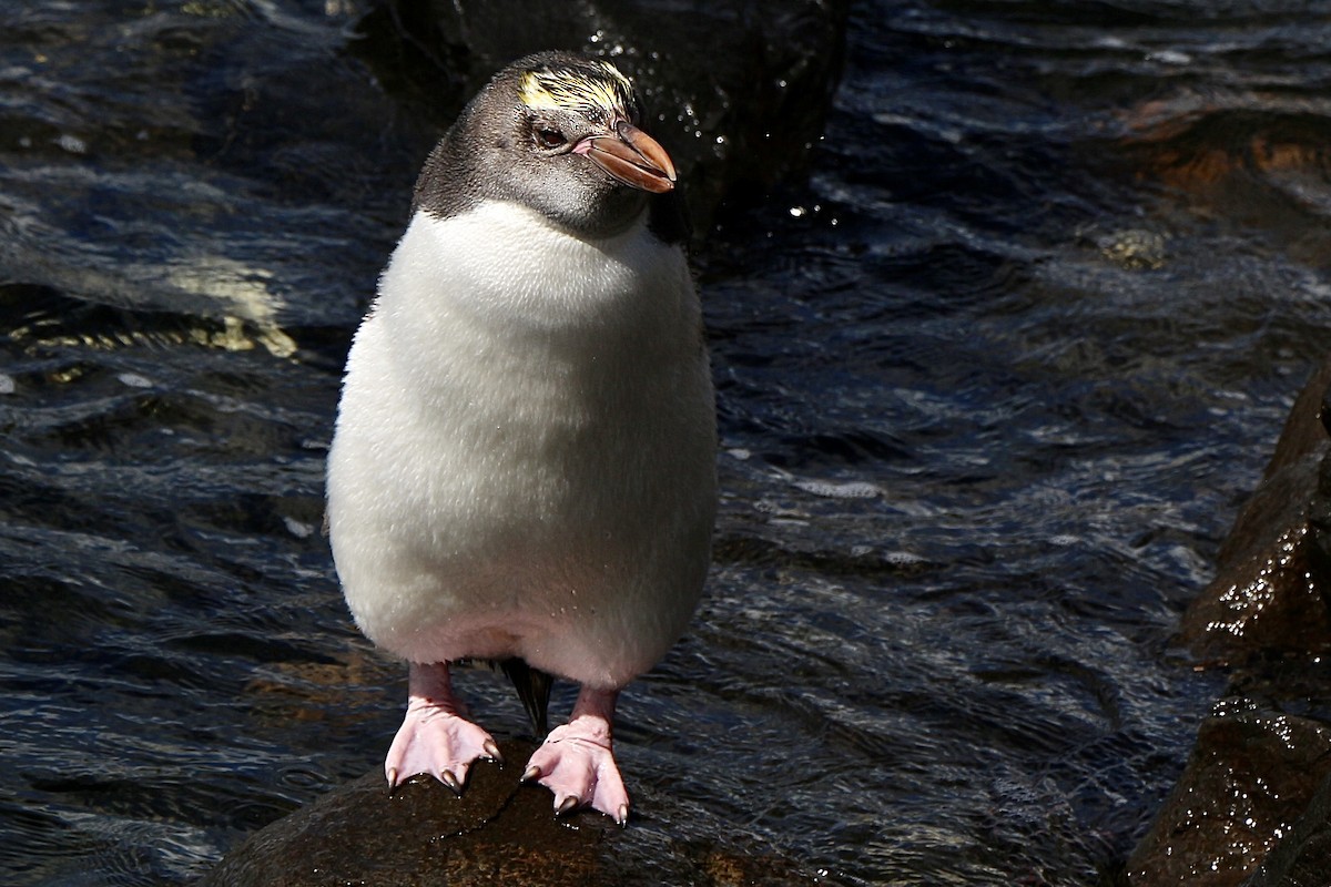 Royal Penguin - ML630892138
