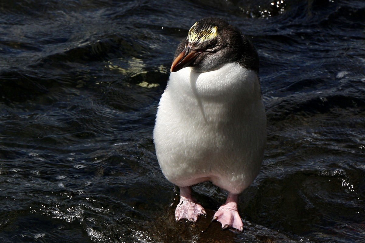 Royal Penguin - ML630892139