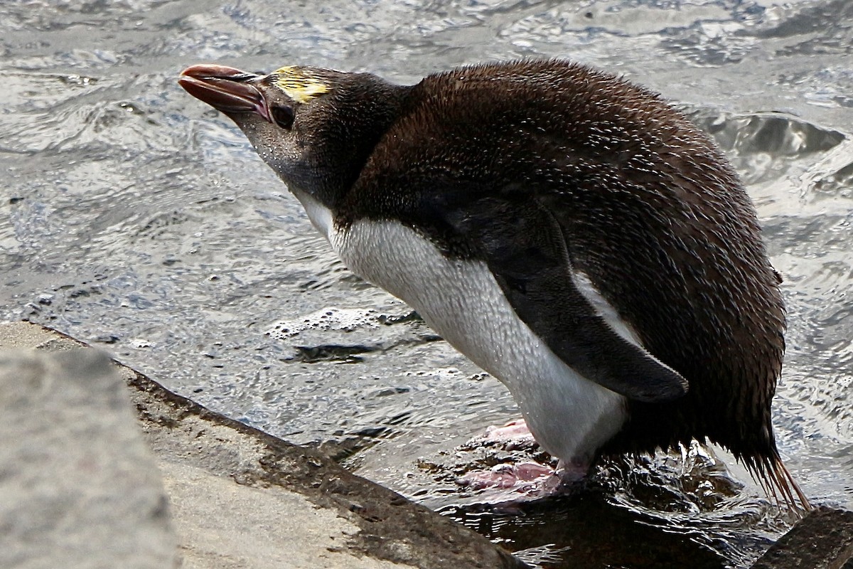 Royal Penguin - ML630892140