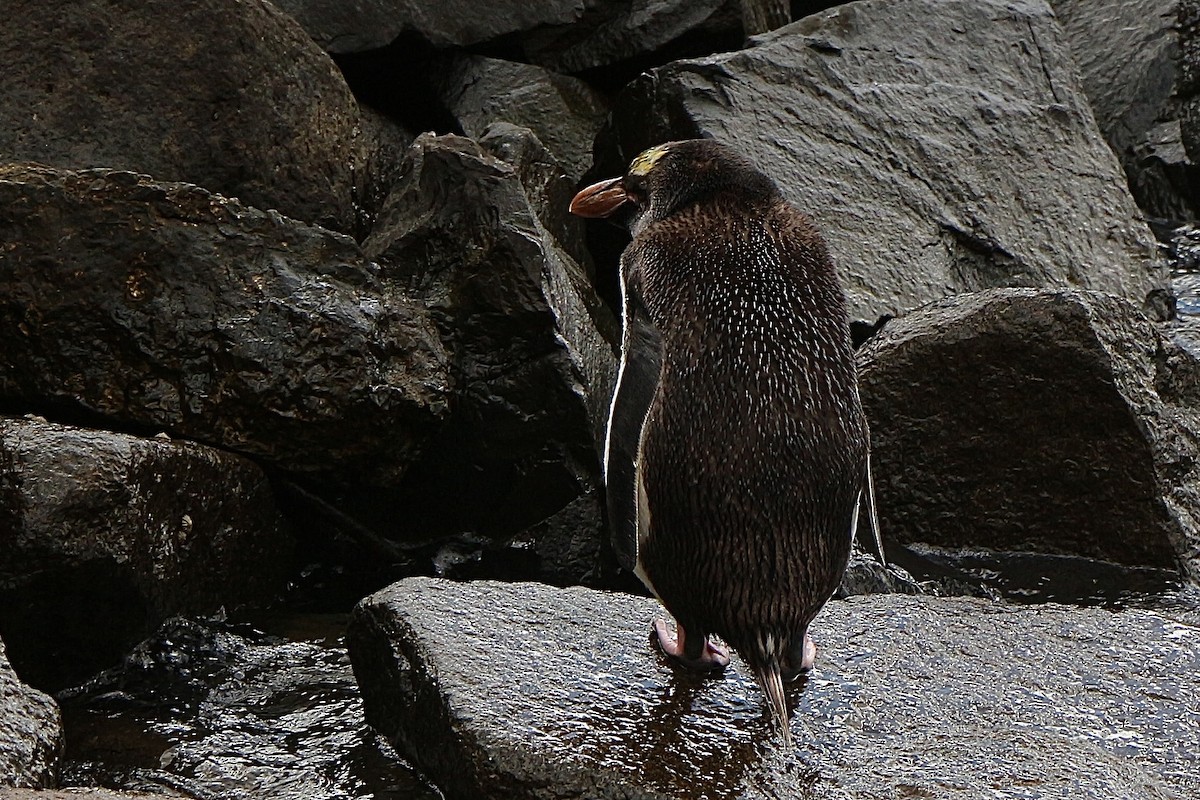 Royal Penguin - ML630892141
