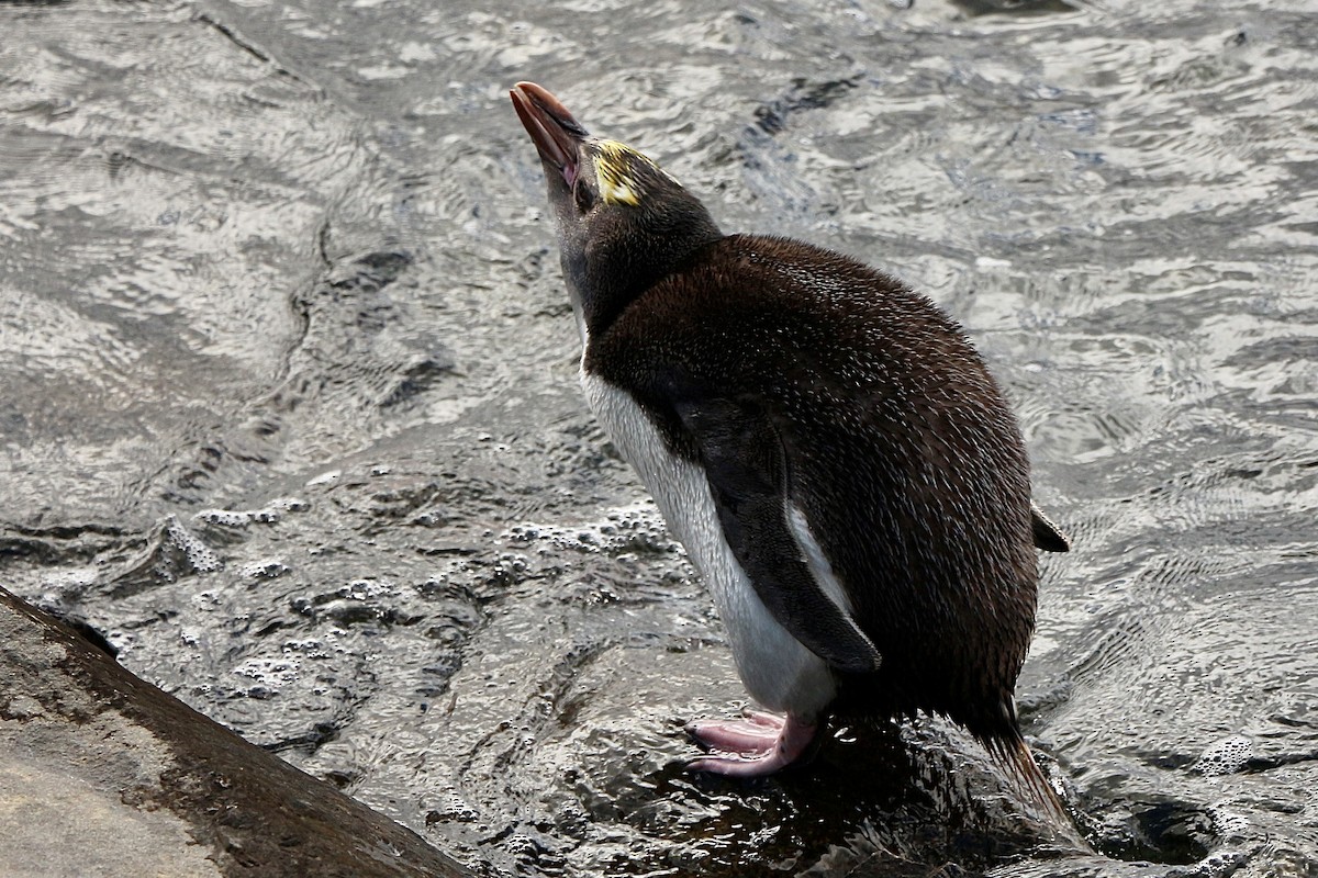 Royal Penguin - ML630892142