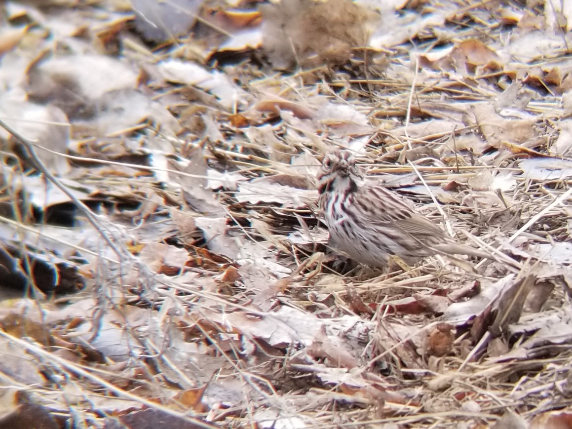 Song Sparrow - ML630892399