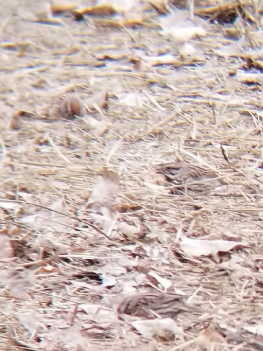 Song Sparrow - ML630892413