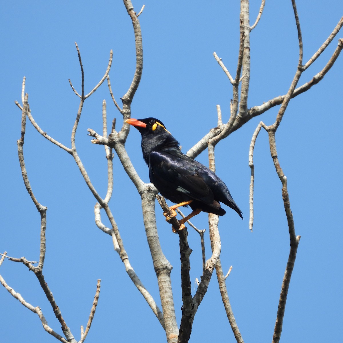 Common Hill Myna - ML630892416