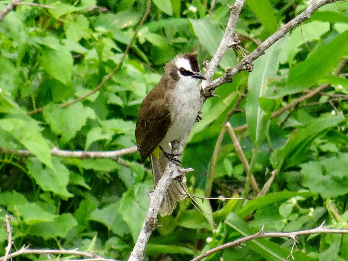 Yellow-vented Bulbul (Philippine) - ML630892481