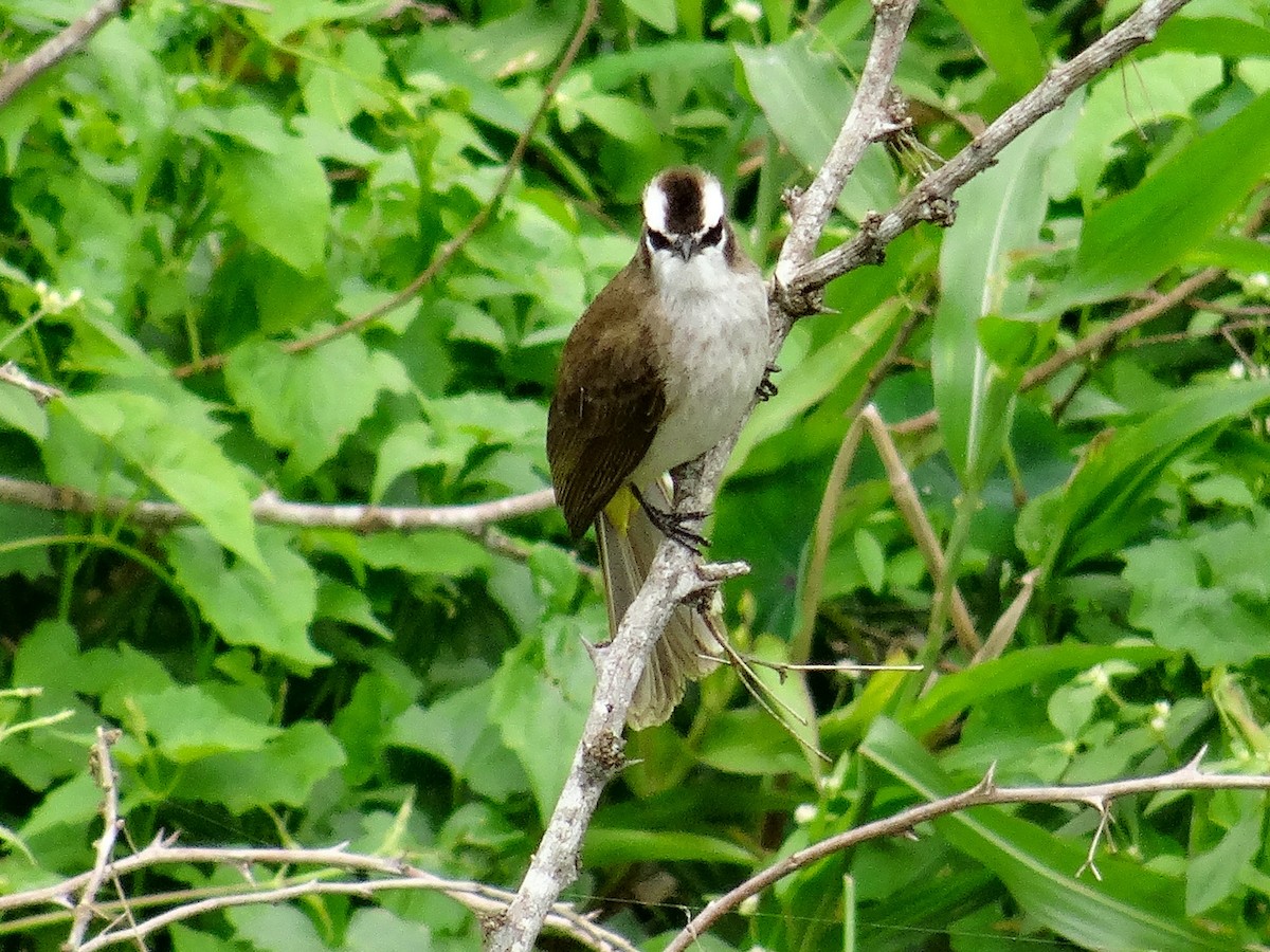 Yellow-vented Bulbul (Philippine) - ML630892483