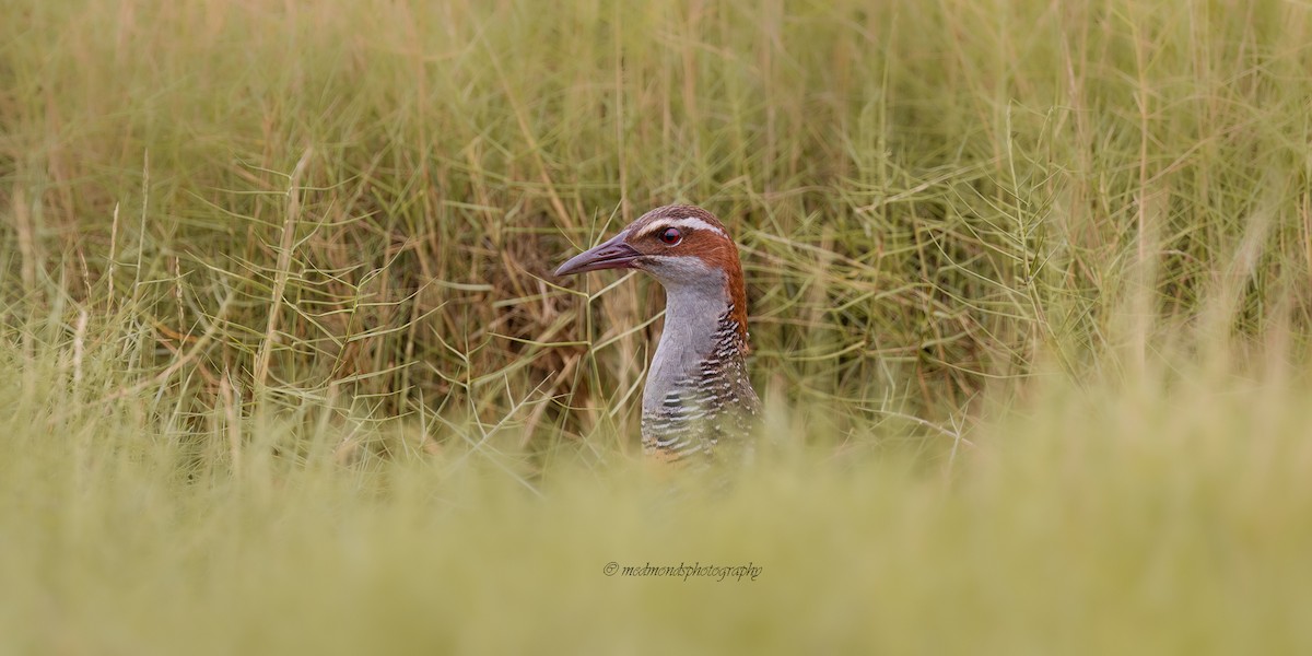 Buff-banded Rail - ML630892508