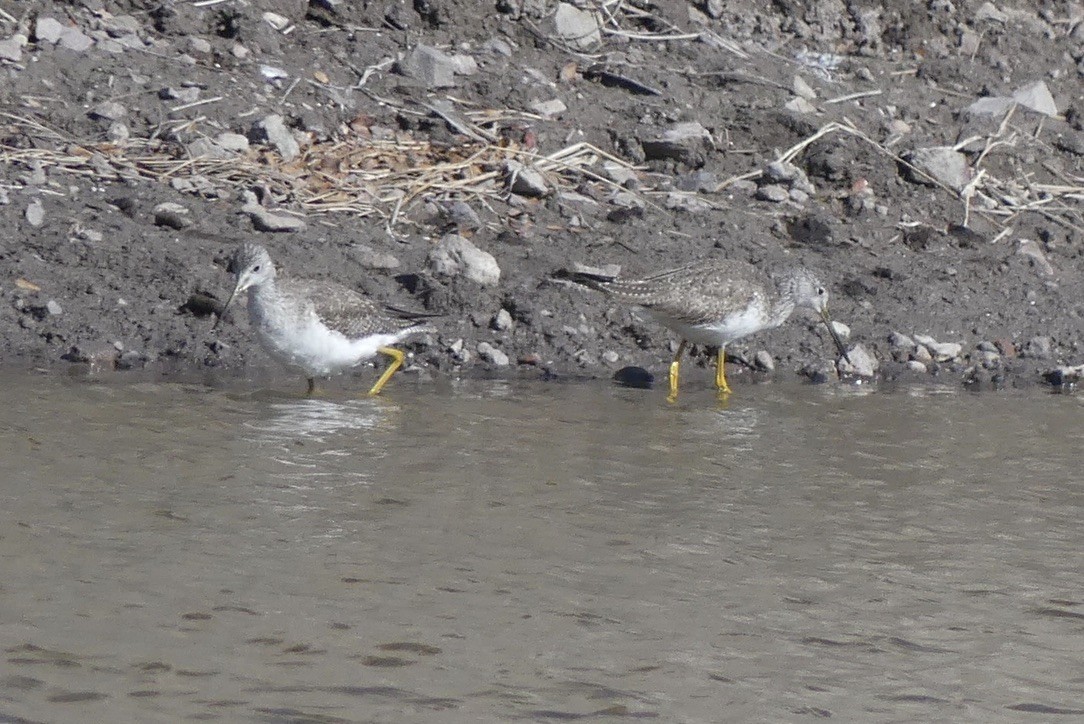 Greater Yellowlegs - ML630892686