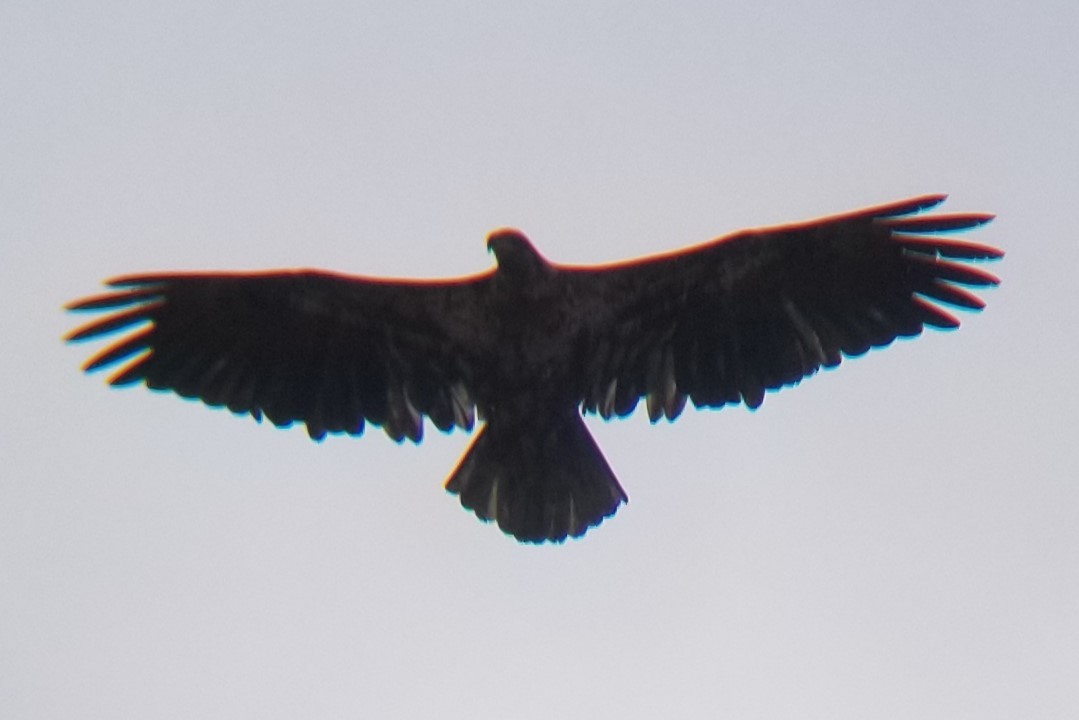 Bald Eagle - ML630892690