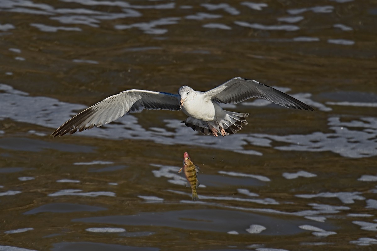Ring-billed Gull - ML630892705