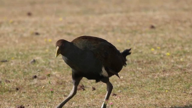 Tasmanian Nativehen - ML630892708