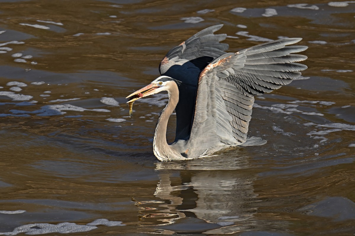 Great Blue Heron - ML630892714