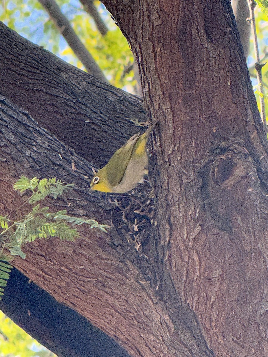 Swinhoe's White-eye - ML630892751