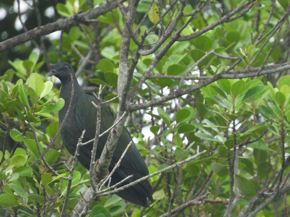 Nicobar Pigeon - ML630892813