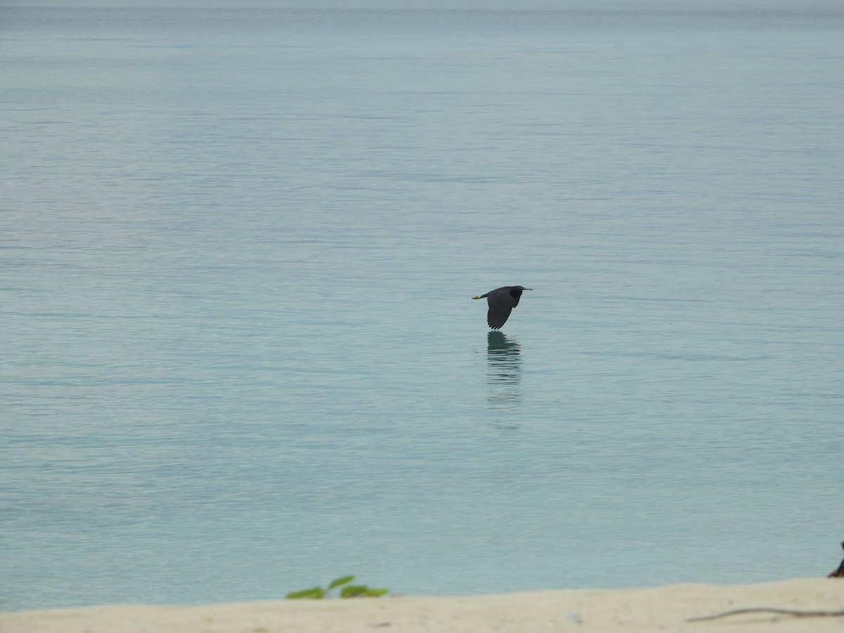 Pacific Reef-Heron - ML630892818