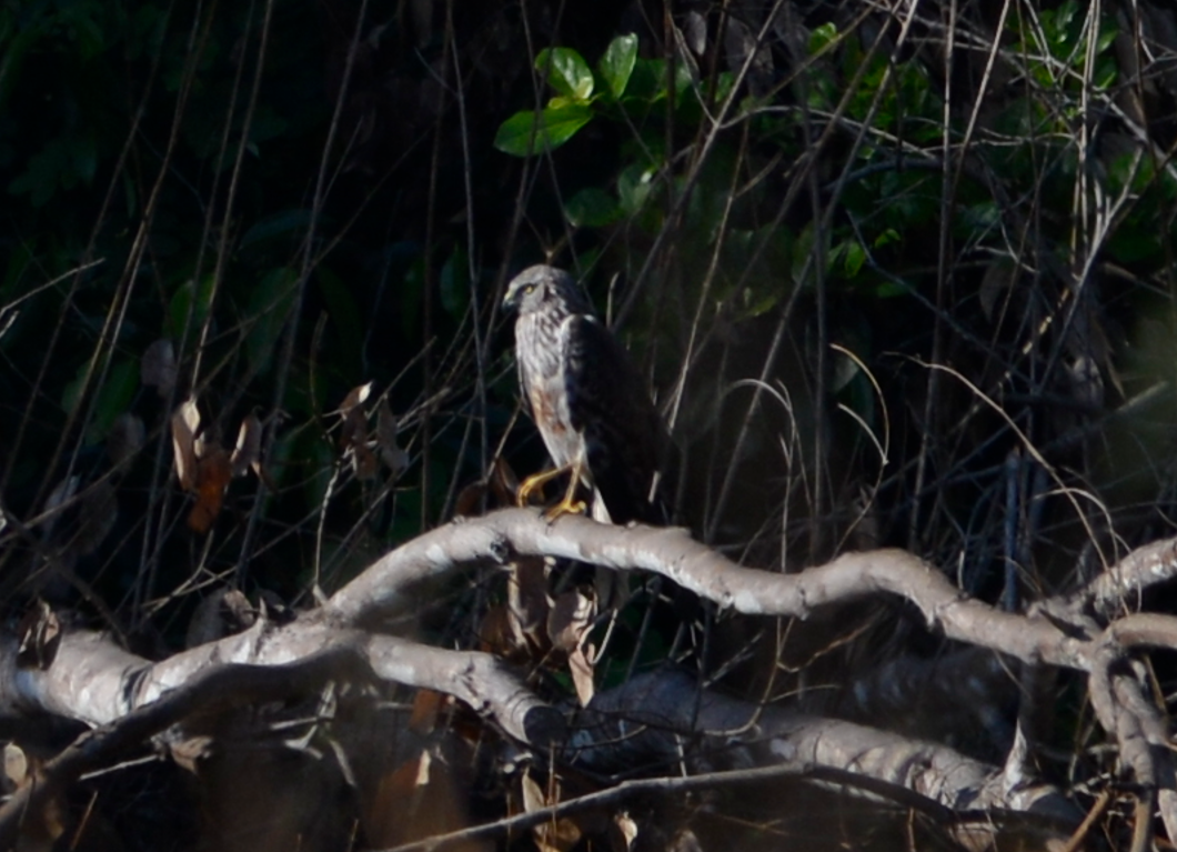 Malagasy Harrier - ML630892892