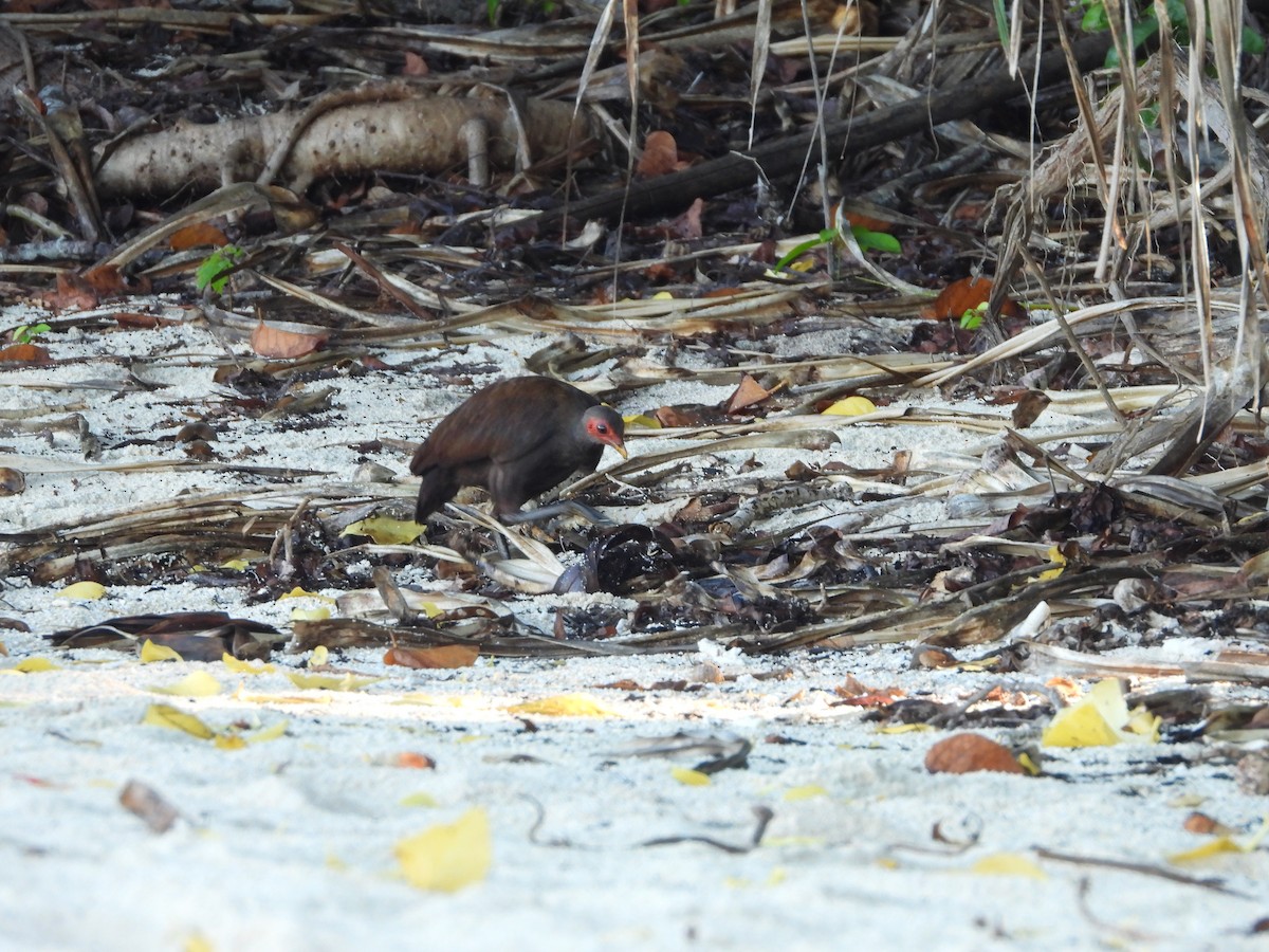 Philippine Megapode - ML630892934