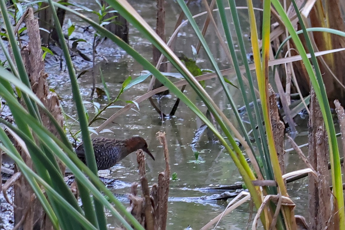 Lewin's Rail - ML630893236