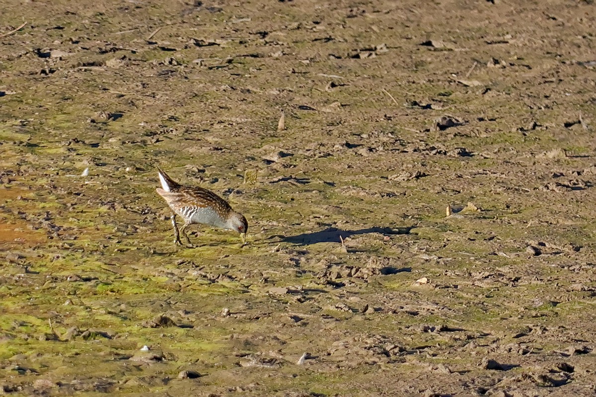 Australian Crake - ML630893245