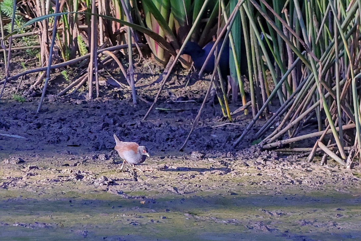 Spotless Crake - ML630893250