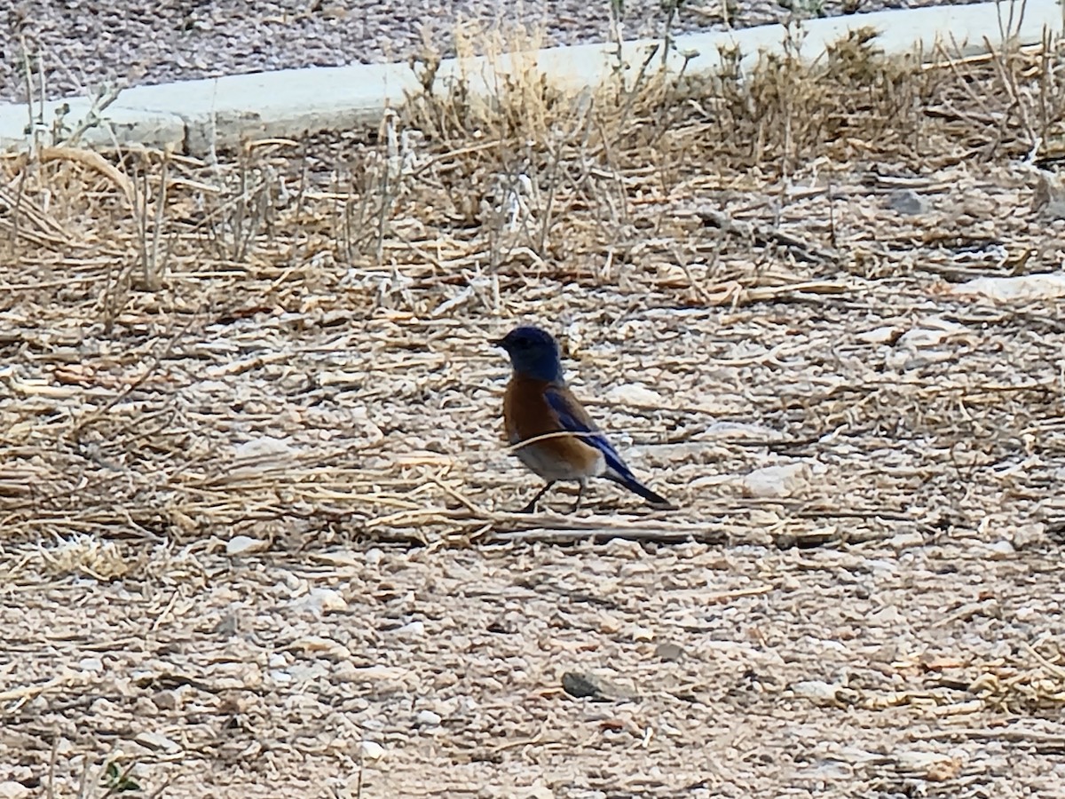 Western Bluebird - ML630893262