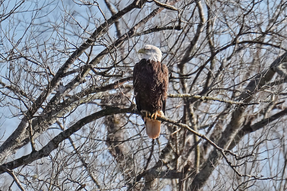 Bald Eagle - ML630893592