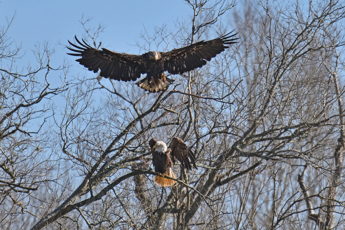 Bald Eagle - ML630893594