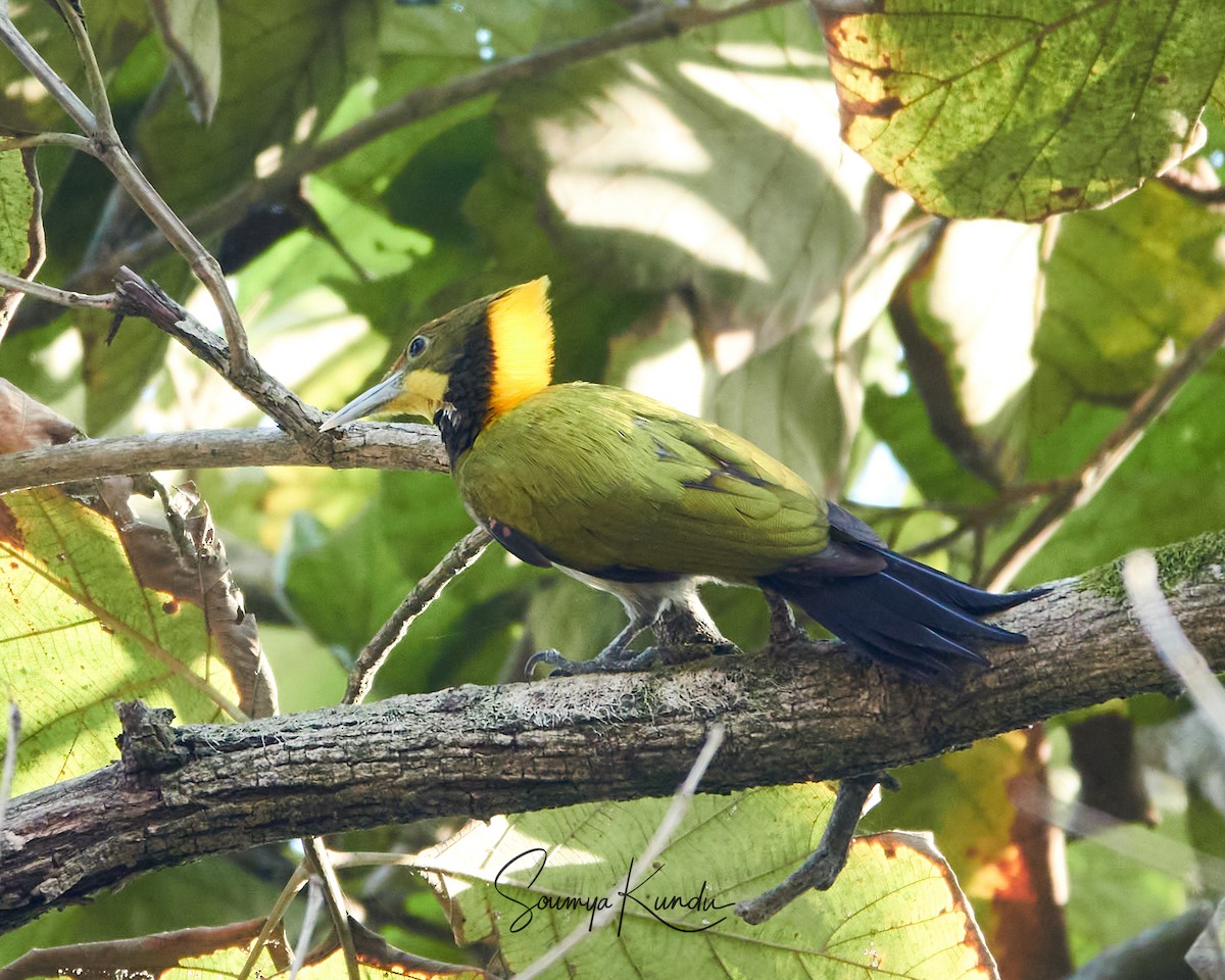 Greater Yellownape - ML630893675