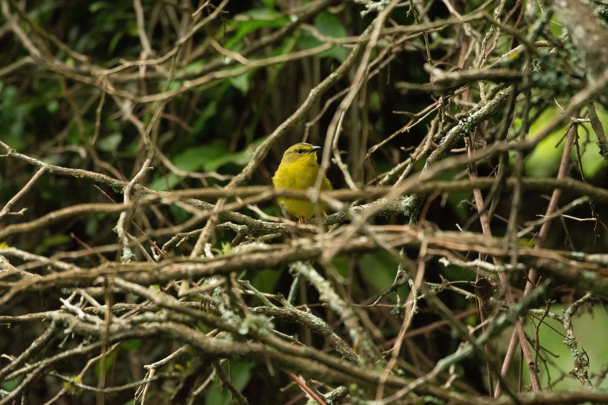 Two-banded Warbler - ML630893685