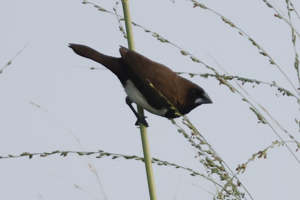 Javan Munia - ML630893689