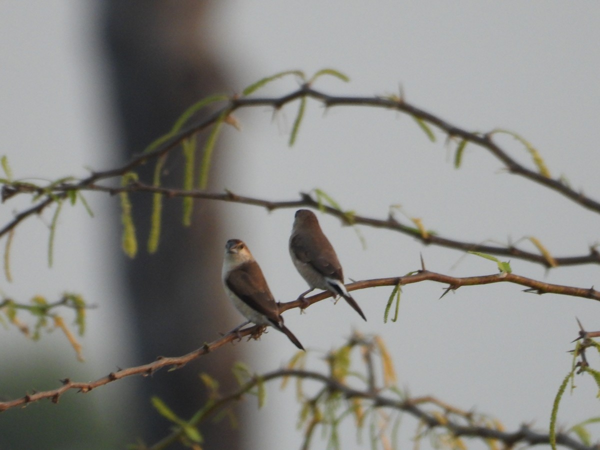 Indian Silverbill - ML630893850