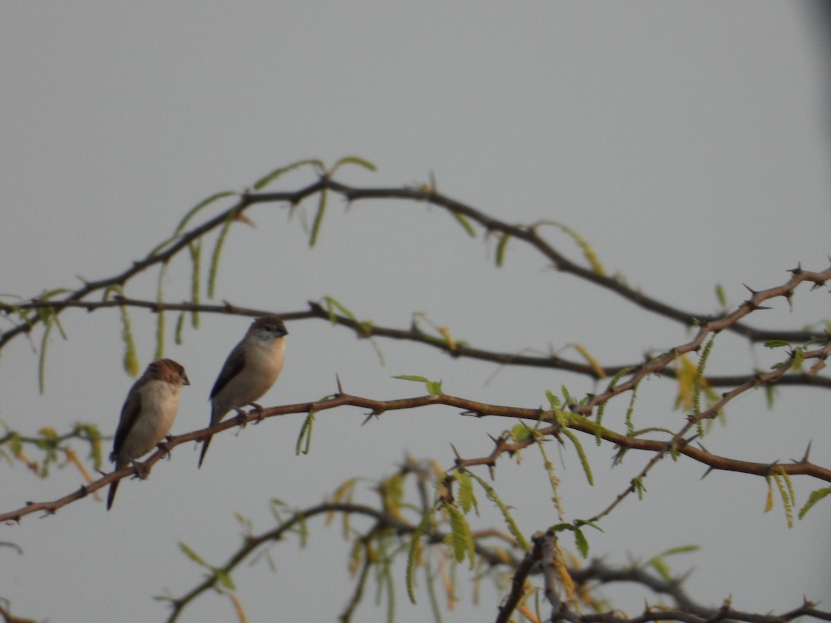 Indian Silverbill - ML630893851